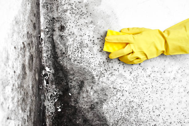 Best Toxic Mold Removal  in Ladera Ranch, CA