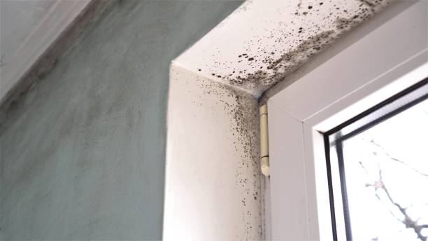 Best Crawl Space Mold Removal  in Ladera Ranch, CA