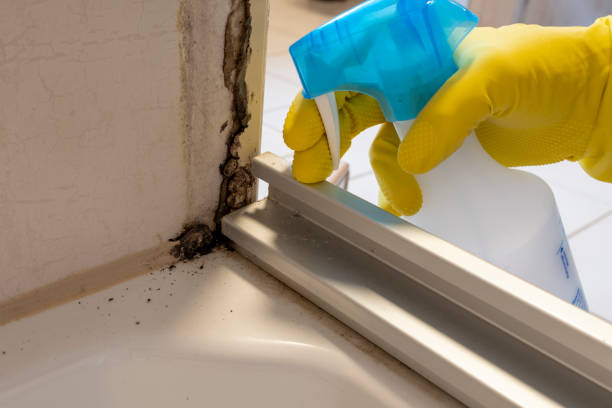 Best Attic Mold Removal  in Ladera Ranch, CA