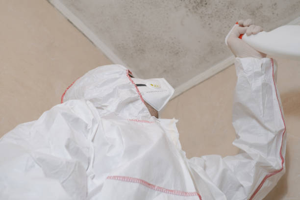 Mold Removal and Inspection in Ladera Ranch, CA