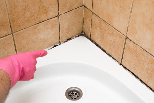 Best Commercial Mold Removal  in Ladera Ranch, CA